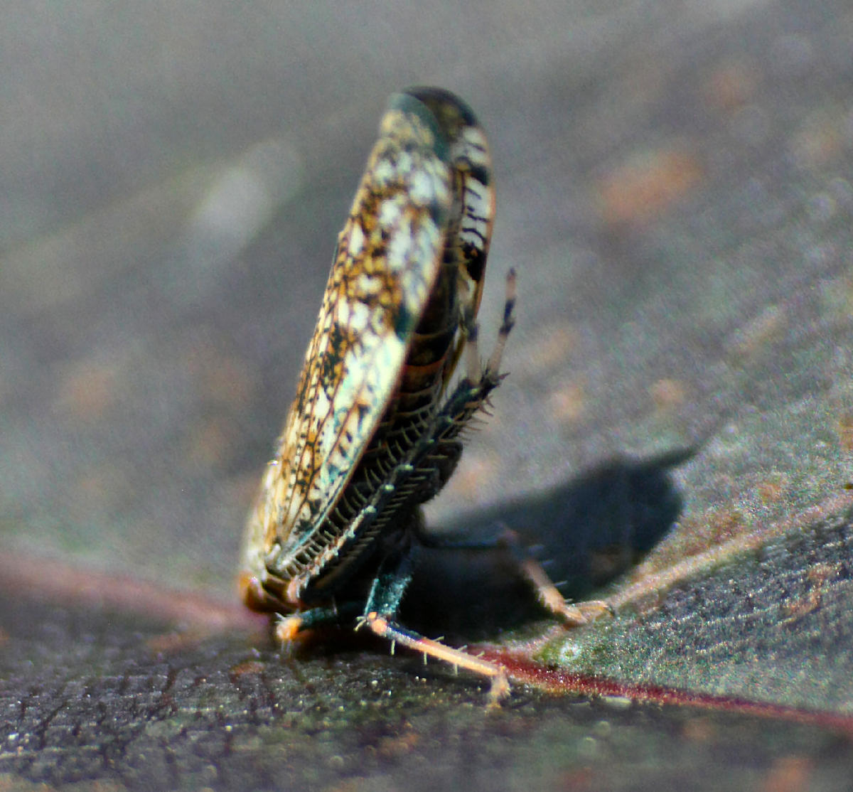 Cicadellidae: Orientus ishidae della Lombardia